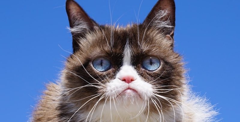 addio-a-grumpy-cat-la-gatta-fenomeno-di-internet-lifestyle-agenzia-ansa Addio a Grumpy Cat, la gatta fenomeno di internet - Lifestyle - Agenzia ANSA Pets News  