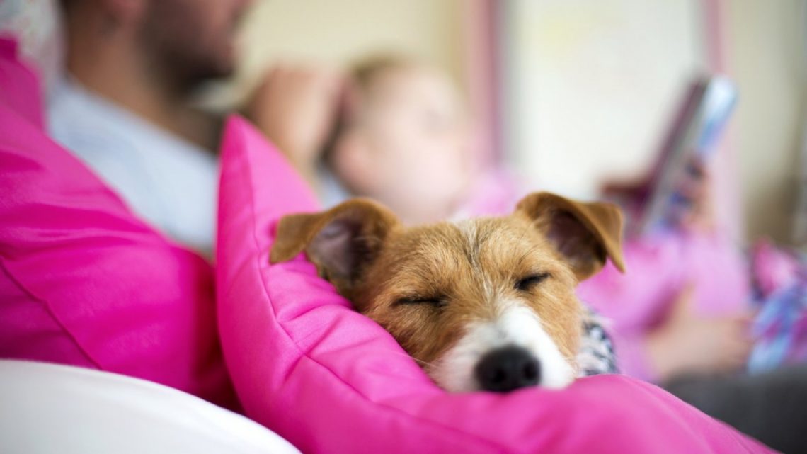 cane-o-gatto-arriva-un-cucciolo-in-casa-nove-regole-doro-per-allevarlo-lifestyle-ansa-it-1140x641 Cane o gatto, arriva un cucciolo in casa, nove regole d'oro per allevarlo - Lifestyle - ANSA.it Pets News  