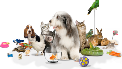 micio-e-fido-sono-invecchiati-il-48-dorme-nel-lettone-pets-ansa-it Micio e fido sono invecchiati, il 48% dorme nel lettone - Pets - ANSA.it Pets News  