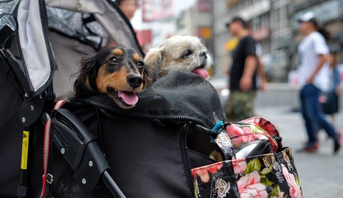 passeggini-e-fontanelle-i-vizi-per-i-nostri-cani-e-gatti-lifestyle-ansa-it-700x405 Passeggini e fontanelle, i 'vizi' per i nostri cani e gatti - Lifestyle - ANSA.it Pets News  