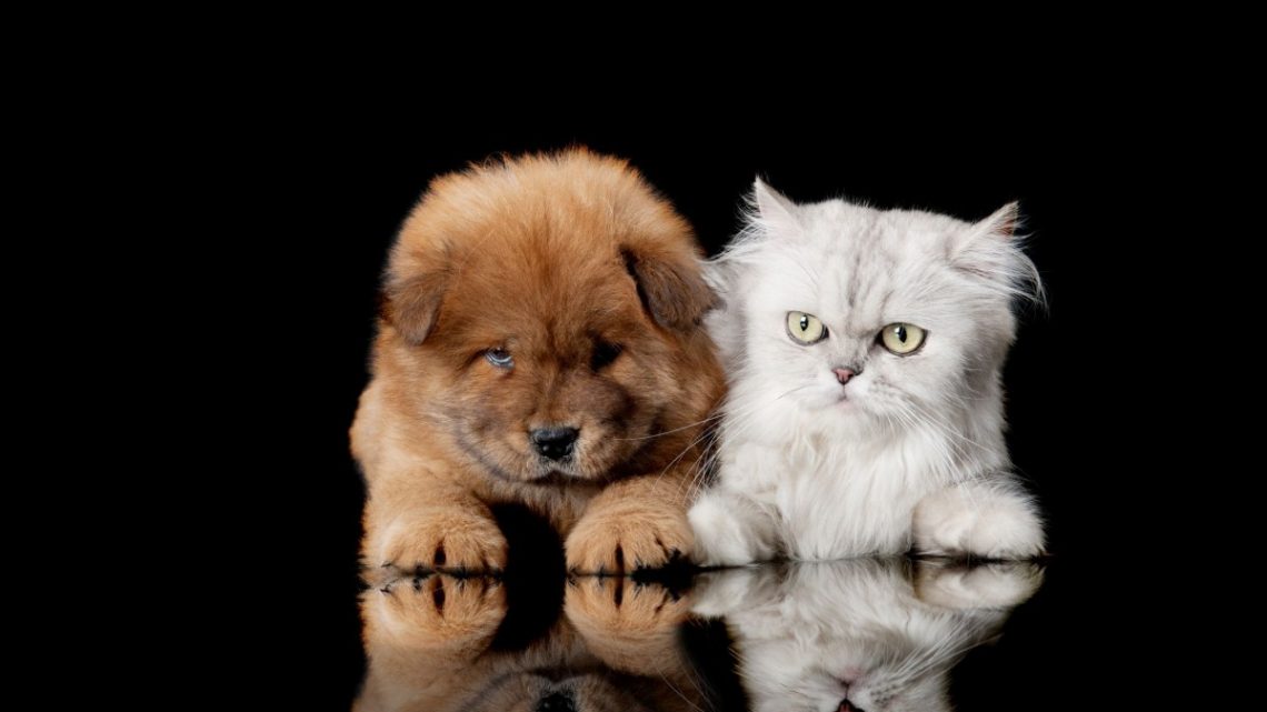 pets-abbigliamento-per-cani-quando-e-firmato-e-alla-moda-cosmopolitan-com-1140x641 Pets, abbigliamento per cani, quando è firmato e alla moda - cosmopolitan.com Pets News  