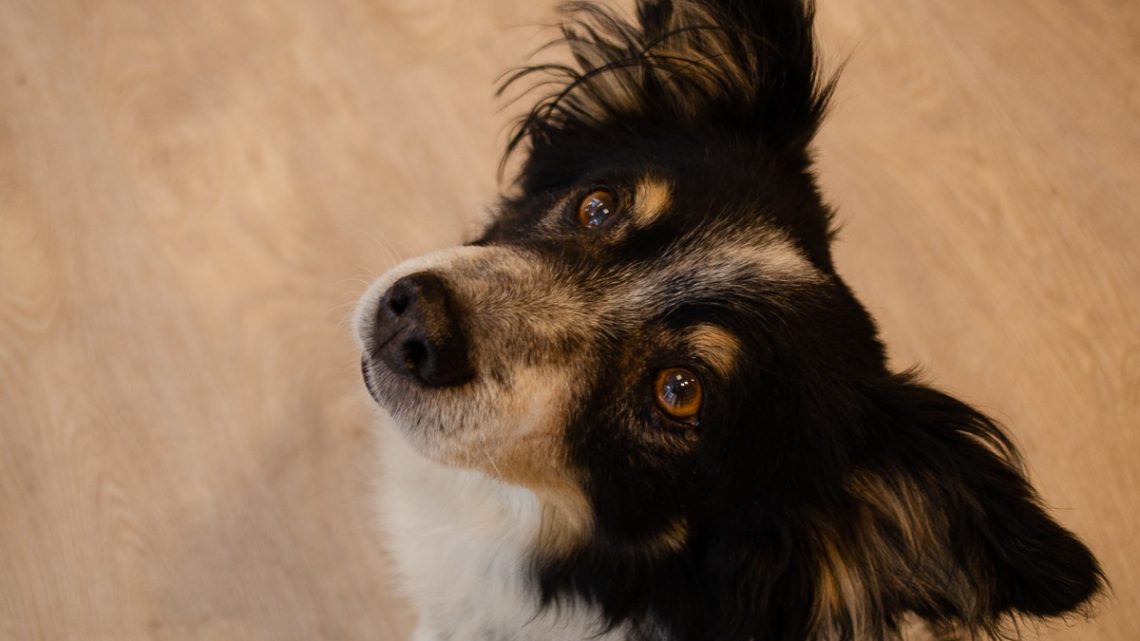 pets-gourmet-per-prenderci-cura-dei-nostri-animali-sempione-news-1140x641 Pets Gourmet: per prenderci cura dei nostri animali - Sempione News Pets News  