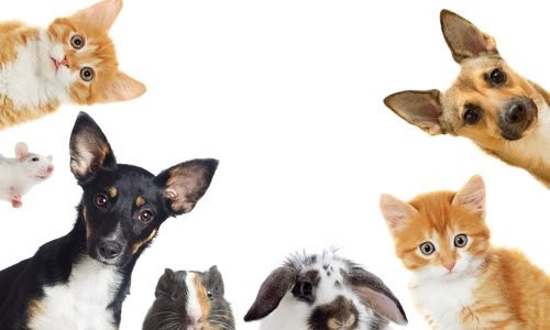 pets-tante-informazioni-sugli-animali-domestici-piu-amati-tuttogreen Pets, tante informazioni sugli animali domestici più amati - TuttoGreen Pets News  