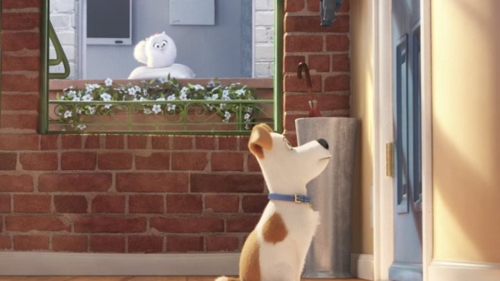 pets-vita-da-animali-ecco-cosa-fanno-quando-restano-da-soli-a-casa-cinema-fanpage-720x405 “Pets – Vita da animali”, ecco cosa fanno quando restano da soli a casa - Cinema Fanpage Pets News  