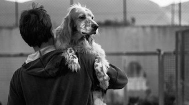 sofis-pets-news-cosa-significa-essere-un-giovane-volontario-in-canile-bergamonews-it “Sofi’s pets news”: cosa significa essere un giovane volontario in canile? - BergamoNews.it Pets News  