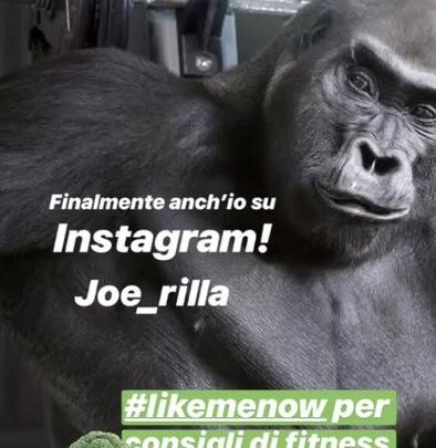 un-orso-una-tigre-e-un-gorilla-diventano-influencer-ecco-perche-lifestyle-ansa-it-394x405 Un orso, una tigre e un gorilla diventano influencer, ecco perché - Lifestyle - ANSA.it Pets News  