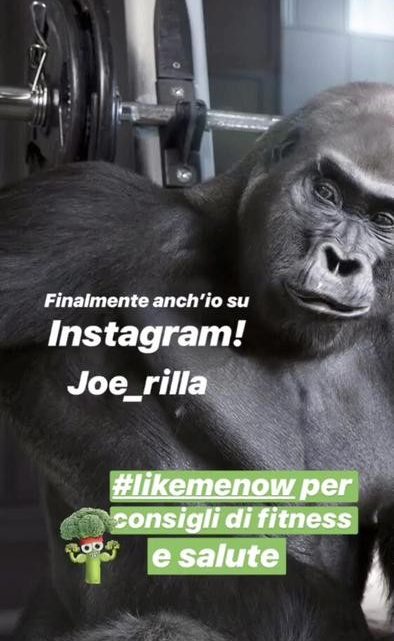 un-orso-una-tigre-e-un-gorilla-diventano-influencer-ecco-perche-lifestyle-ansa-it-394x641 Un orso, una tigre e un gorilla diventano influencer, ecco perché - Lifestyle - ANSA.it Pets News  